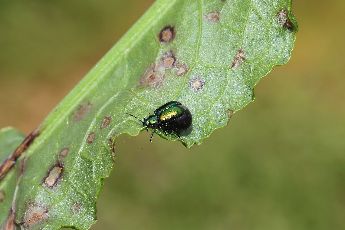 Green Dock-Beetle (Gastrophysa cyanea) - Gravid female Curly dock plant overloaded with these beetles (both males and females). Chrysomelidae,Chrysomelinae,Gastrophysa,Gastrophysa cyanea,Geotagged,Green Dock-Beetle (G. cyanea),Spring,United States