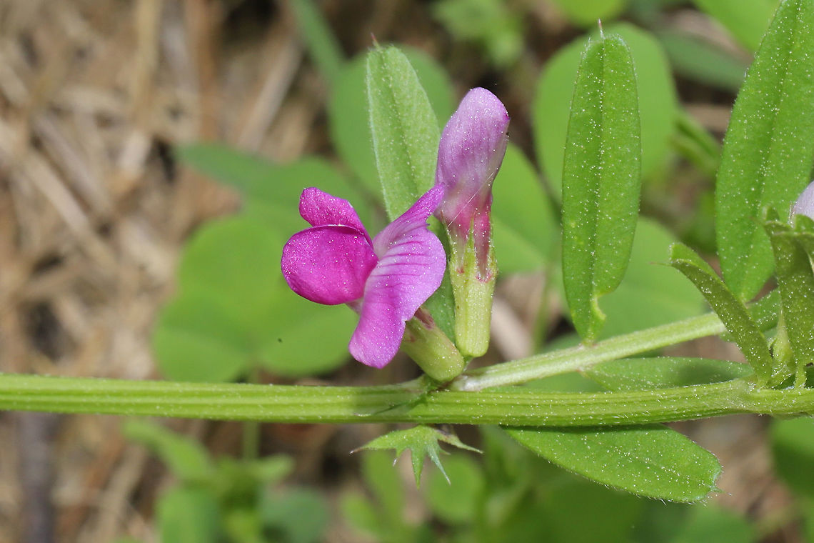 Common Vetch (Vicia sativa) Primary succession plants are beginning to take hold this spring in our areas that are being rehabbed! Common vetch,Vicia sativa
