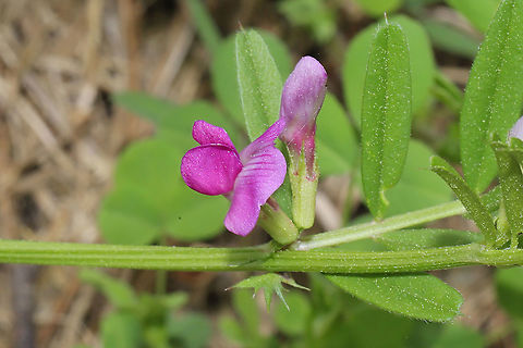 Common Vetch (Vicia sativa) Primary succession plants are beginning to take hold this spring in our areas that are being rehabbed! Common vetch,Vicia sativa
