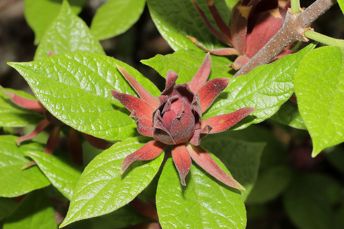 Carolina Sweetshrub (Calycanthus floridus) Growing at the sunny edge of a dense mixed forest. These grow like &quot;weeds&quot; around our home! Calycanthus floridus,Carolina Sweetshrub,Geotagged,Spring,United States