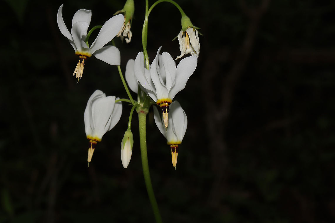 Eastern Shooting Star (Primula meadia) Growing on a woodland trail  Dodecatheon meadia,Geotagged,Shooting star,Spring,United States