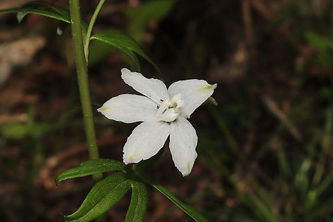 Carolina Larkspur (Delphinium carolinianum ssp. calciphilum)? Growing on a woodland trail. Not 100 percent sure on this ID, so please feel free to pitch in.
https://www.jungledragon.com/image/92047/carolina_larkspur_delphinium_carolinianum_ssp._calciphilum.html Delphinium carolinianum,Geotagged,Spring,United States