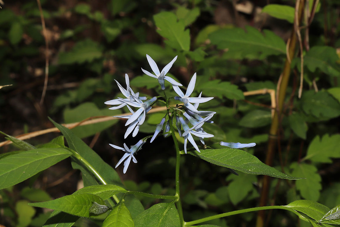 Eastern Bluestar (Amsonia tabernaemontana) Growing on a woodland trail  Amsonia tabernaemontana,Eastern Bluestar,Geotagged,Spring,United States