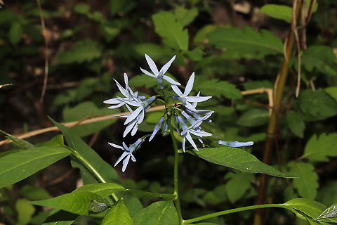 Eastern Bluestar (Amsonia tabernaemontana) Growing on a woodland trail  Amsonia tabernaemontana,Eastern Bluestar,Geotagged,Spring,United States