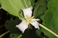 Bashful Wakerobin (Trillium catesbaei) This bashful beauty was growing at a forest edge along our driveway. I barely caught the white of the petals as this flower nods below the foliage. Bashful wakerobin,Geotagged,Spring,Trillium catesbaei,United States