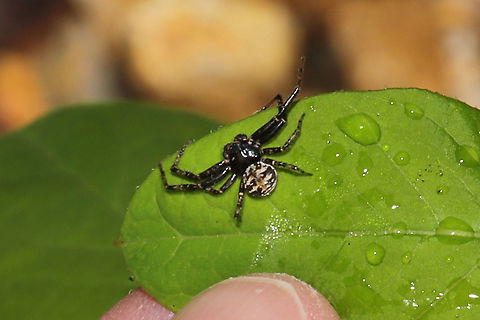 Multicolored Bark Crab Spider (Bassaniana versicolor)? Hiding in a leaf shelter on Hemp Dogbane (Apocynum cannabinum)  Bassaniana versicolor,Geotagged,Spring,United States