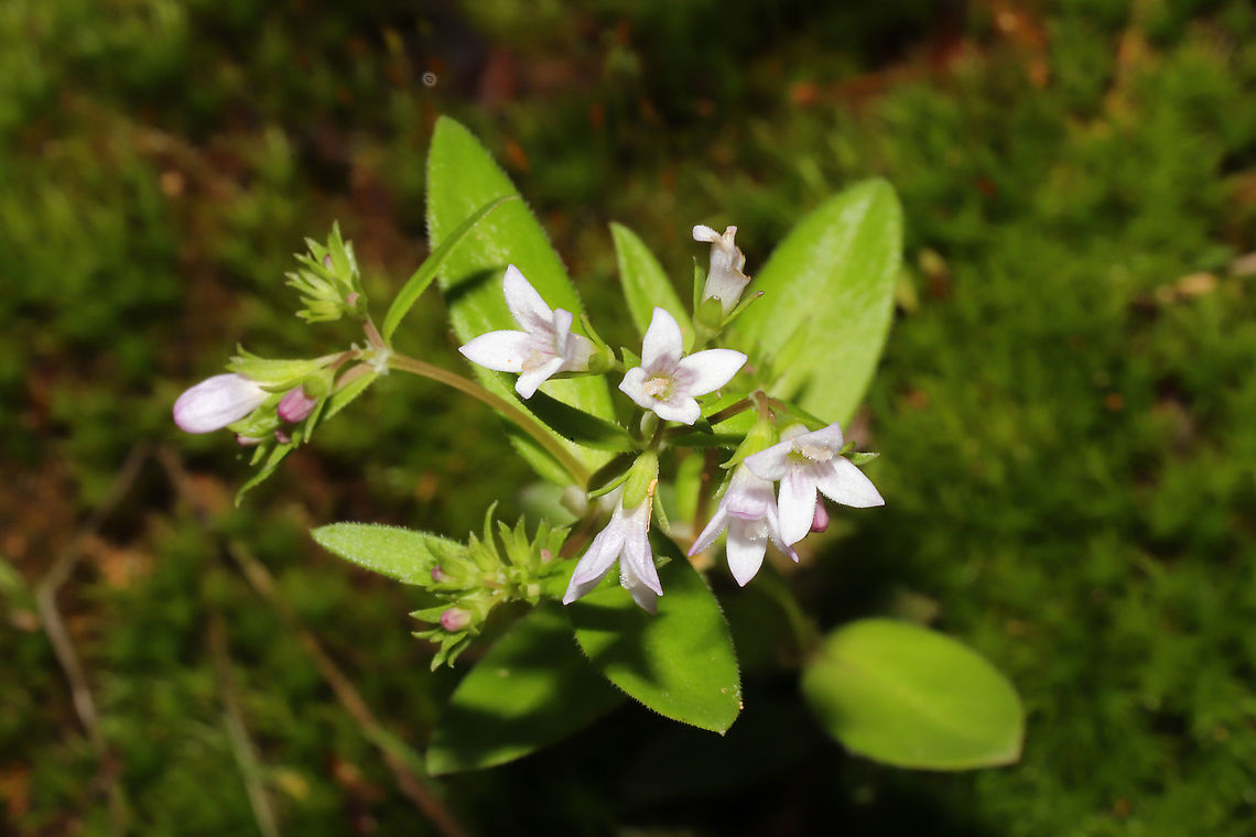 Venus' Pride (Houstonia purpurea) Growing near the edge of a dense mixed forest. Geotagged,Houstonia purpurea,Spring,United States,Venus's pride