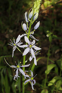 Wild Hyacinth (Camassia scilloides) Growing on a wooded trail.
https://www.jungledragon.com/image/92902/wild_hyacinth_camassia_scilloides.html Camassia scilloides,Geotagged,Spring,United States