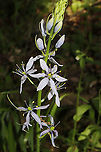 Wild Hyacinth (Camassia scilloides) Growing on a wooded trail.<br />
https://www.jungledragon.com/image/92902/wild_hyacinth_camassia_scilloides.html Camassia scilloides,Geotagged,Spring,United States