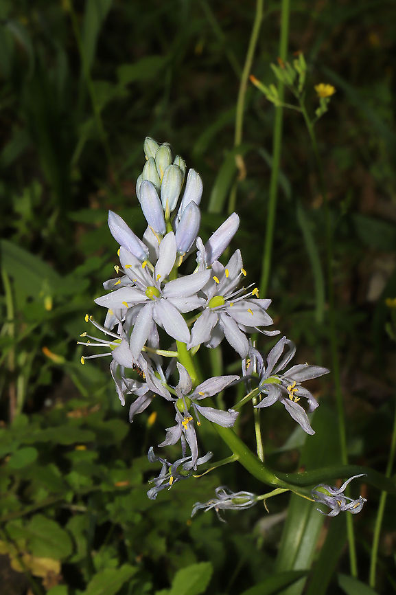 Wild Hyacinth (Camassia scilloides) Growing on a wooded trail <br />
<figure class="photo"><a href="https://www.jungledragon.com/image/92901/wild_hyacinth_camassia_scilloides.html" title="Wild Hyacinth (Camassia scilloides)"><img src="https://s3.amazonaws.com/media.jungledragon.com/images/3231/92901_thumb.jpg?AWSAccessKeyId=05GMT0V3GWVNE7GGM1R2&Expires=1769040010&Signature=eT%2FK9NfACJ1yvKrlIURS5pVQh1g%3D" width="102" height="152" alt="Wild Hyacinth (Camassia scilloides) Growing on a wooded trail.<br />
https://www.jungledragon.com/image/92902/wild_hyacinth_camassia_scilloides.html Camassia scilloides,Geotagged,Spring,United States" /></a></figure> Camassia scilloides,Geotagged,Spring,United States