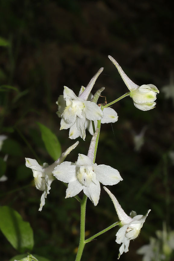 Dwarf Larkspur (Delphinium tricorne) Growing along a wooded trail<br />
<figure class="photo"><a href="https://www.jungledragon.com/image/92955/dwarf_larkspur_delphinium_tricorne.html" title="Dwarf Larkspur (Delphinium tricorne)"><img src="https://s3.amazonaws.com/media.jungledragon.com/images/3231/92955_thumb.jpg?AWSAccessKeyId=05GMT0V3GWVNE7GGM1R2&Expires=1759968010&Signature=z6X%2F6hAZgkqGUASf3HfNmsgGSuM%3D" width="102" height="152" alt="Dwarf Larkspur (Delphinium tricorne) Growing along a wooded trail <br />
https://www.jungledragon.com/image/92954/carolina_larkspur_delphinium_carolinianum_ssp._calciphilum.html<br />
https://www.jungledragon.com/image/92952/carolina_larkspur_delphinium_carolinianum_ssp._calciphilum.html Carolina Larkspur,Delphinium carolinianum,Delphinium tricorne,Geotagged,Spring,United States" /></a></figure><br />
<figure class="photo"><a href="https://www.jungledragon.com/image/92954/dwarf_larkspur_delphinium_tricorne.html" title="Dwarf Larkspur (Delphinium tricorne)"><img src="https://s3.amazonaws.com/media.jungledragon.com/images/3231/92954_thumb.jpg?AWSAccessKeyId=05GMT0V3GWVNE7GGM1R2&Expires=1759968010&Signature=abFd1G3WjV6pobdD6n1LQZ3wm7M%3D" width="102" height="152" alt="Dwarf Larkspur (Delphinium tricorne) Growing along a wooded trail <br />
https://www.jungledragon.com/image/92955/carolina_larkspur_delphinium_carolinianum_ssp._calciphilum.html<br />
https://www.jungledragon.com/image/92952/carolina_larkspur_delphinium_carolinianum_ssp._calciphilum.html Carolina Larkspur,Delphinium carolinianum,Delphinium tricorne,Geotagged,Spring,United States" /></a></figure> Carolina Larkspur,Delphinium carolinianum,Delphinium tricorne,Geotagged,Spring,United States
