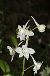 Dwarf Larkspur (Delphinium tricorne) Growing along a wooded trail<br />
https://www.jungledragon.com/image/92955/carolina_larkspur_delphinium_carolinianum_ssp._calciphilum.html<br />
https://www.jungledragon.com/image/92954/carolina_larkspur_delphinium_carolinianum_ssp._calciphilum.html Carolina Larkspur,Delphinium carolinianum,Delphinium tricorne,Geotagged,Spring,United States