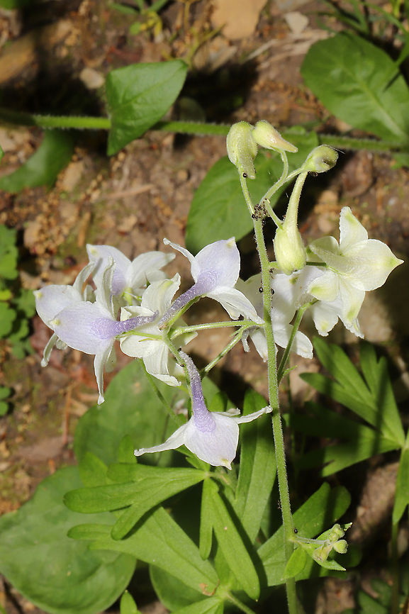 Dwarf Larkspur (Delphinium tricorne) Growing along a wooded trail <br />
<figure class="photo"><a href="https://www.jungledragon.com/image/92955/dwarf_larkspur_delphinium_tricorne.html" title="Dwarf Larkspur (Delphinium tricorne)"><img src="https://s3.amazonaws.com/media.jungledragon.com/images/3231/92955_thumb.jpg?AWSAccessKeyId=05GMT0V3GWVNE7GGM1R2&Expires=1759968010&Signature=z6X%2F6hAZgkqGUASf3HfNmsgGSuM%3D" width="102" height="152" alt="Dwarf Larkspur (Delphinium tricorne) Growing along a wooded trail <br />
https://www.jungledragon.com/image/92954/carolina_larkspur_delphinium_carolinianum_ssp._calciphilum.html<br />
https://www.jungledragon.com/image/92952/carolina_larkspur_delphinium_carolinianum_ssp._calciphilum.html Carolina Larkspur,Delphinium carolinianum,Delphinium tricorne,Geotagged,Spring,United States" /></a></figure><br />
<figure class="photo"><a href="https://www.jungledragon.com/image/92952/dwarf_larkspur_delphinium_tricorne.html" title="Dwarf Larkspur (Delphinium tricorne)"><img src="https://s3.amazonaws.com/media.jungledragon.com/images/3231/92952_thumb.jpg?AWSAccessKeyId=05GMT0V3GWVNE7GGM1R2&Expires=1759968010&Signature=ApkEQvE2gUmwjNWpNHggV%2B7IDFQ%3D" width="102" height="152" alt="Dwarf Larkspur (Delphinium tricorne) Growing along a wooded trail<br />
https://www.jungledragon.com/image/92955/carolina_larkspur_delphinium_carolinianum_ssp._calciphilum.html<br />
https://www.jungledragon.com/image/92954/carolina_larkspur_delphinium_carolinianum_ssp._calciphilum.html Carolina Larkspur,Delphinium carolinianum,Delphinium tricorne,Geotagged,Spring,United States" /></a></figure> Carolina Larkspur,Delphinium carolinianum,Delphinium tricorne,Geotagged,Spring,United States