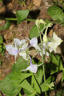 Dwarf Larkspur (Delphinium tricorne) Growing along a wooded trail 
https://www.jungledragon.com/image/92955/carolina_larkspur_delphinium_carolinianum_ssp._calciphilum.html
https://www.jungledragon.com/image/92952/carolina_larkspur_delphinium_carolinianum_ssp._calciphilum.html Carolina Larkspur,Delphinium carolinianum,Delphinium tricorne,Geotagged,Spring,United States