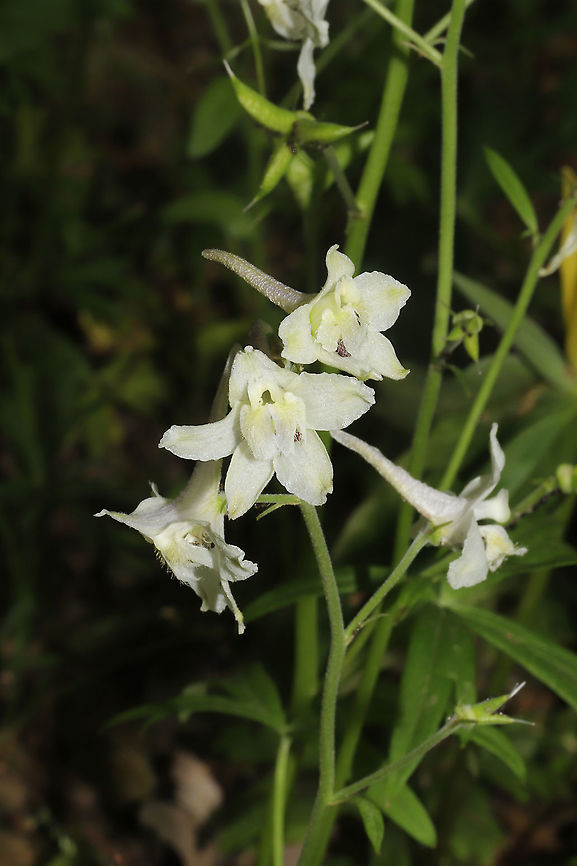 Dwarf Larkspur (Delphinium tricorne) Growing along a wooded trail <br />
<figure class="photo"><a href="https://www.jungledragon.com/image/92954/dwarf_larkspur_delphinium_tricorne.html" title="Dwarf Larkspur (Delphinium tricorne)"><img src="https://s3.amazonaws.com/media.jungledragon.com/images/3231/92954_thumb.jpg?AWSAccessKeyId=05GMT0V3GWVNE7GGM1R2&Expires=1759968010&Signature=abFd1G3WjV6pobdD6n1LQZ3wm7M%3D" width="102" height="152" alt="Dwarf Larkspur (Delphinium tricorne) Growing along a wooded trail <br />
https://www.jungledragon.com/image/92955/carolina_larkspur_delphinium_carolinianum_ssp._calciphilum.html<br />
https://www.jungledragon.com/image/92952/carolina_larkspur_delphinium_carolinianum_ssp._calciphilum.html Carolina Larkspur,Delphinium carolinianum,Delphinium tricorne,Geotagged,Spring,United States" /></a></figure><br />
<figure class="photo"><a href="https://www.jungledragon.com/image/92952/dwarf_larkspur_delphinium_tricorne.html" title="Dwarf Larkspur (Delphinium tricorne)"><img src="https://s3.amazonaws.com/media.jungledragon.com/images/3231/92952_thumb.jpg?AWSAccessKeyId=05GMT0V3GWVNE7GGM1R2&Expires=1759968010&Signature=ApkEQvE2gUmwjNWpNHggV%2B7IDFQ%3D" width="102" height="152" alt="Dwarf Larkspur (Delphinium tricorne) Growing along a wooded trail<br />
https://www.jungledragon.com/image/92955/carolina_larkspur_delphinium_carolinianum_ssp._calciphilum.html<br />
https://www.jungledragon.com/image/92954/carolina_larkspur_delphinium_carolinianum_ssp._calciphilum.html Carolina Larkspur,Delphinium carolinianum,Delphinium tricorne,Geotagged,Spring,United States" /></a></figure> Carolina Larkspur,Delphinium carolinianum,Delphinium tricorne,Geotagged,Spring,United States