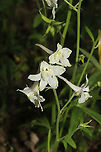 Dwarf Larkspur (Delphinium tricorne) Growing along a wooded trail <br />
https://www.jungledragon.com/image/92954/carolina_larkspur_delphinium_carolinianum_ssp._calciphilum.html<br />
https://www.jungledragon.com/image/92952/carolina_larkspur_delphinium_carolinianum_ssp._calciphilum.html Carolina Larkspur,Delphinium carolinianum,Delphinium tricorne,Geotagged,Spring,United States