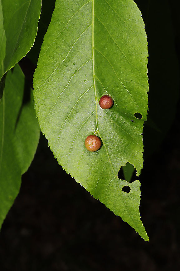 Phylloxera sp. Galls on hickory leaves at the edge of a dense mixed forest. 8-10mm in size. <br />
<figure class="photo"><a href="https://www.jungledragon.com/image/93174/phylloxera_sp.html" title="Phylloxera sp."><img src="https://s3.amazonaws.com/media.jungledragon.com/images/3231/93174_thumb.jpg?AWSAccessKeyId=05GMT0V3GWVNE7GGM1R2&Expires=1759968010&Signature=SOQSJF3BMbd8TPWol1wn%2Bqu2tHQ%3D" width="200" height="134" alt="Phylloxera sp. Galls on hickory leaves at the edge of a dense mixed forest. 8-10mm in size. <br />
https://www.jungledragon.com/image/93173/phylloxera_sp.html<br />
https://www.jungledragon.com/image/93172/phylloxera_sp.html Geotagged,Spring,United States" /></a></figure><br />
<figure class="photo"><a href="https://www.jungledragon.com/image/93173/phylloxera_sp.html" title="Phylloxera sp."><img src="https://s3.amazonaws.com/media.jungledragon.com/images/3231/93173_thumb.jpg?AWSAccessKeyId=05GMT0V3GWVNE7GGM1R2&Expires=1759968010&Signature=M%2FhUr9yR8dwOH5vtSaXoee96jbY%3D" width="200" height="134" alt="Phylloxera sp. Galls on hickory leaves at the edge of a dense mixed forest. 8-10mm in size. <br />
https://www.jungledragon.com/image/93174/phylloxera_sp.html<br />
https://www.jungledragon.com/image/93172/phylloxera_sp.html Geotagged,Spring,United States" /></a></figure> Geotagged,Spring,United States