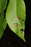Phylloxera sp. Galls on hickory leaves at the edge of a dense mixed forest. 8-10mm in size. <br />
https://www.jungledragon.com/image/93174/phylloxera_sp.html<br />
https://www.jungledragon.com/image/93173/phylloxera_sp.html Geotagged,Spring,United States