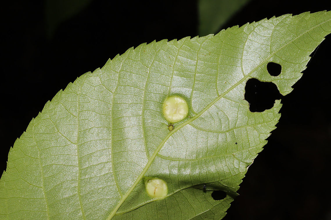Phylloxera sp. Galls on hickory leaves at the edge of a dense mixed forest. 8-10mm in size. <br />
<figure class="photo"><a href="https://www.jungledragon.com/image/93173/phylloxera_sp.html" title="Phylloxera sp."><img src="https://s3.amazonaws.com/media.jungledragon.com/images/3231/93173_thumb.jpg?AWSAccessKeyId=05GMT0V3GWVNE7GGM1R2&Expires=1759968010&Signature=M%2FhUr9yR8dwOH5vtSaXoee96jbY%3D" width="200" height="134" alt="Phylloxera sp. Galls on hickory leaves at the edge of a dense mixed forest. 8-10mm in size. <br />
https://www.jungledragon.com/image/93174/phylloxera_sp.html<br />
https://www.jungledragon.com/image/93172/phylloxera_sp.html Geotagged,Spring,United States" /></a></figure><br />
<figure class="photo"><a href="https://www.jungledragon.com/image/93172/phylloxera_sp.html" title="Phylloxera sp."><img src="https://s3.amazonaws.com/media.jungledragon.com/images/3231/93172_thumb.jpg?AWSAccessKeyId=05GMT0V3GWVNE7GGM1R2&Expires=1759968010&Signature=SttQ%2B1OmkQMoemFsVPnMLe%2BHPcU%3D" width="102" height="152" alt="Phylloxera sp. Galls on hickory leaves at the edge of a dense mixed forest. 8-10mm in size. <br />
https://www.jungledragon.com/image/93174/phylloxera_sp.html<br />
https://www.jungledragon.com/image/93173/phylloxera_sp.html Geotagged,Spring,United States" /></a></figure> Geotagged,Spring,United States