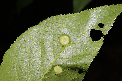Phylloxera sp. Galls on hickory leaves at the edge of a dense mixed forest. 8-10mm in size. 
https://www.jungledragon.com/image/93173/phylloxera_sp.html
https://www.jungledragon.com/image/93172/phylloxera_sp.html Geotagged,Spring,United States