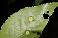 Phylloxera sp. Galls on hickory leaves at the edge of a dense mixed forest. 8-10mm in size. <br />
https://www.jungledragon.com/image/93173/phylloxera_sp.html<br />
https://www.jungledragon.com/image/93172/phylloxera_sp.html Geotagged,Spring,United States