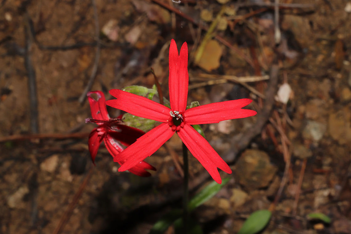 Fire Pinks (Silene virginica) Growing along a forest edge.  Fire pink,Geotagged,Silene virginica,Spring,United States