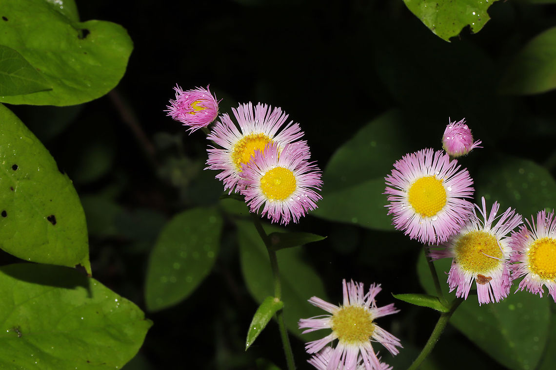 Philadelphia Fleabane (Erigeron philadelphicus) Growing along a forested trail Erigeron philadelphicus,Geotagged,Philadelphia fleabane,Spring,United States