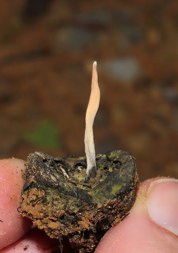 Hickory Candlesnuff Fungus (Xylaria oxyacanthae) This is my best guess based on p.95 of Mushrooms of the Georgia Piedmont and Southern Appalachians: A Reference Guide.  Growing on buried hickory nut husks at the edge of a dense mixed forest.<br />
<figure class="photo"><a href="https://www.jungledragon.com/image/93183/hickory_candlesnuff_fungus_xylaria_oxyacanthae.html" title="Hickory Candlesnuff Fungus (Xylaria oxyacanthae)"><img src="https://s3.amazonaws.com/media.jungledragon.com/images/3231/93183_thumb.jpg?AWSAccessKeyId=05GMT0V3GWVNE7GGM1R2&Expires=1759968010&Signature=tvKJfUeY1LCkaWf%2BIaG0CDVV%2Fa4%3D" width="200" height="134" alt="Hickory Candlesnuff Fungus (Xylaria oxyacanthae) This is my best guess based on p.95 of Mushrooms of the Georgia Piedmont and Southern Appalachians: A Reference Guide. Growing on buried hickory nut husks at the edge of a dense mixed forest. <br />
https://www.jungledragon.com/image/93182/hickory_candlesnuff_fungus_xylaria_oxyacanthae.html Geotagged,Spring,United States,Xylaria oxyacanthae" /></a></figure> Geotagged,Spring,United States,Xylaria oxyacanthae