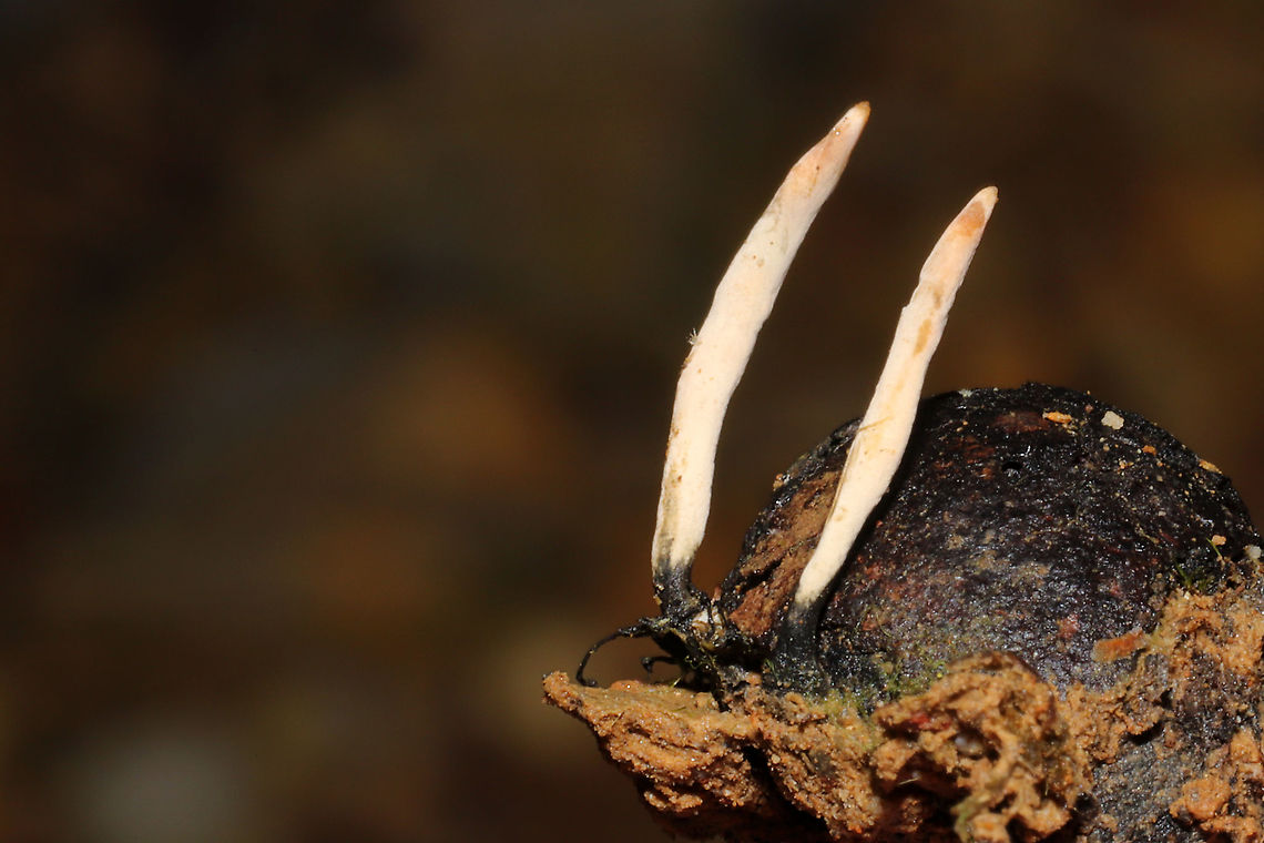 Hickory Candlesnuff Fungus (Xylaria oxyacanthae) This is my best guess based on p.95 of Mushrooms of the Georgia Piedmont and Southern Appalachians: A Reference Guide. Growing on buried hickory nut husks at the edge of a dense mixed forest. <br />
<figure class="photo"><a href="https://www.jungledragon.com/image/93182/hickory_candlesnuff_fungus_xylaria_oxyacanthae.html" title="Hickory Candlesnuff Fungus (Xylaria oxyacanthae)"><img src="https://s3.amazonaws.com/media.jungledragon.com/images/3231/93182_thumb.jpg?AWSAccessKeyId=05GMT0V3GWVNE7GGM1R2&Expires=1769040010&Signature=rxFPV0XL%2F4ulFgRa7NLJvfOsbfM%3D" width="108" height="152" alt="Hickory Candlesnuff Fungus (Xylaria oxyacanthae) This is my best guess based on p.95 of Mushrooms of the Georgia Piedmont and Southern Appalachians: A Reference Guide.  Growing on buried hickory nut husks at the edge of a dense mixed forest.<br />
https://www.jungledragon.com/image/93183/hickory_candlesnuff_fungus_xylaria_oxyacanthae.html Geotagged,Spring,United States,Xylaria oxyacanthae" /></a></figure> Geotagged,Spring,United States,Xylaria oxyacanthae