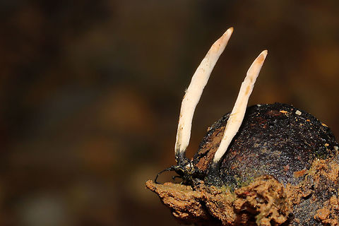 Hickory Candlesnuff Fungus (Xylaria oxyacanthae) This is my best guess based on p.95 of Mushrooms of the Georgia Piedmont and Southern Appalachians: A Reference Guide. Growing on buried hickory nut husks at the edge of a dense mixed forest. 
https://www.jungledragon.com/image/93182/hickory_candlesnuff_fungus_xylaria_oxyacanthae.html Geotagged,Spring,United States,Xylaria oxyacanthae