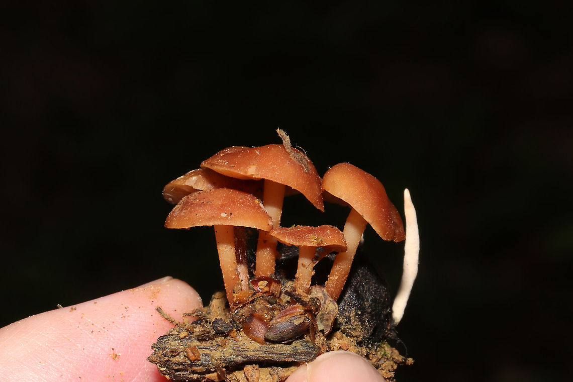 Gymnopus sp. Growing Alongside Hickory Candlesnuff Fungi (Xylaria oxyacanthae) Working on an ID for these. Growing beside/on? buried hickory nut husks at the edge of a dense mixed forest. Geotagged,Spring,United States