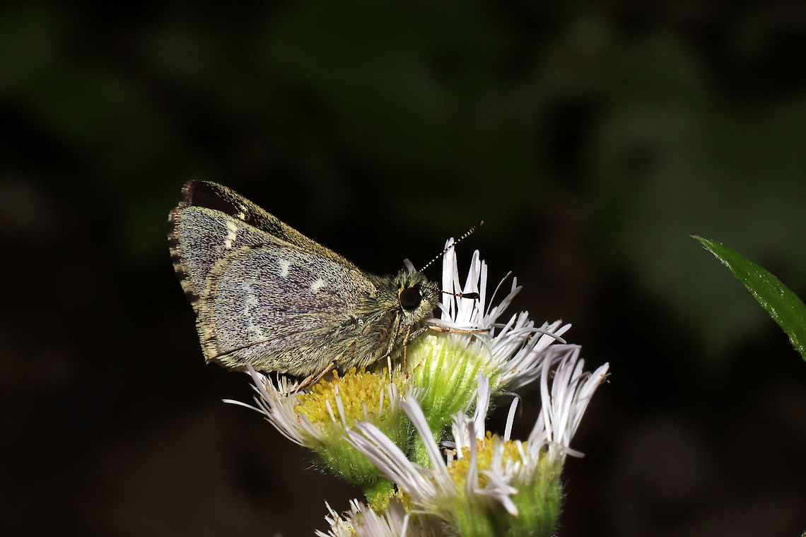 Salt and Pepper Skipper (Amblyscirtes hegon) This lovely skipper butterfly was in a state of torpor on some flowers at the edge of a dense mixed forest. Temperatures were quite cool, so it wasn&#039;t able to escape my camera.<br />
<br />
This species is S2S4 (Imperiled) in Georgia. Amblyscirtes hegon,Geotagged,Pepper-and-salt skipper,Spring,United States