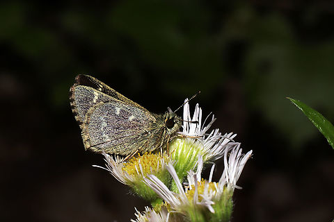 Salt and Pepper Skipper (Amblyscirtes hegon) This lovely skipper butterfly was in a state of torpor on some flowers at the edge of a dense mixed forest. Temperatures were quite cool, so it wasn't able to escape my camera.

This species is S2S4 (Imperiled) in Georgia. Amblyscirtes hegon,Geotagged,Pepper-and-salt skipper,Spring,United States