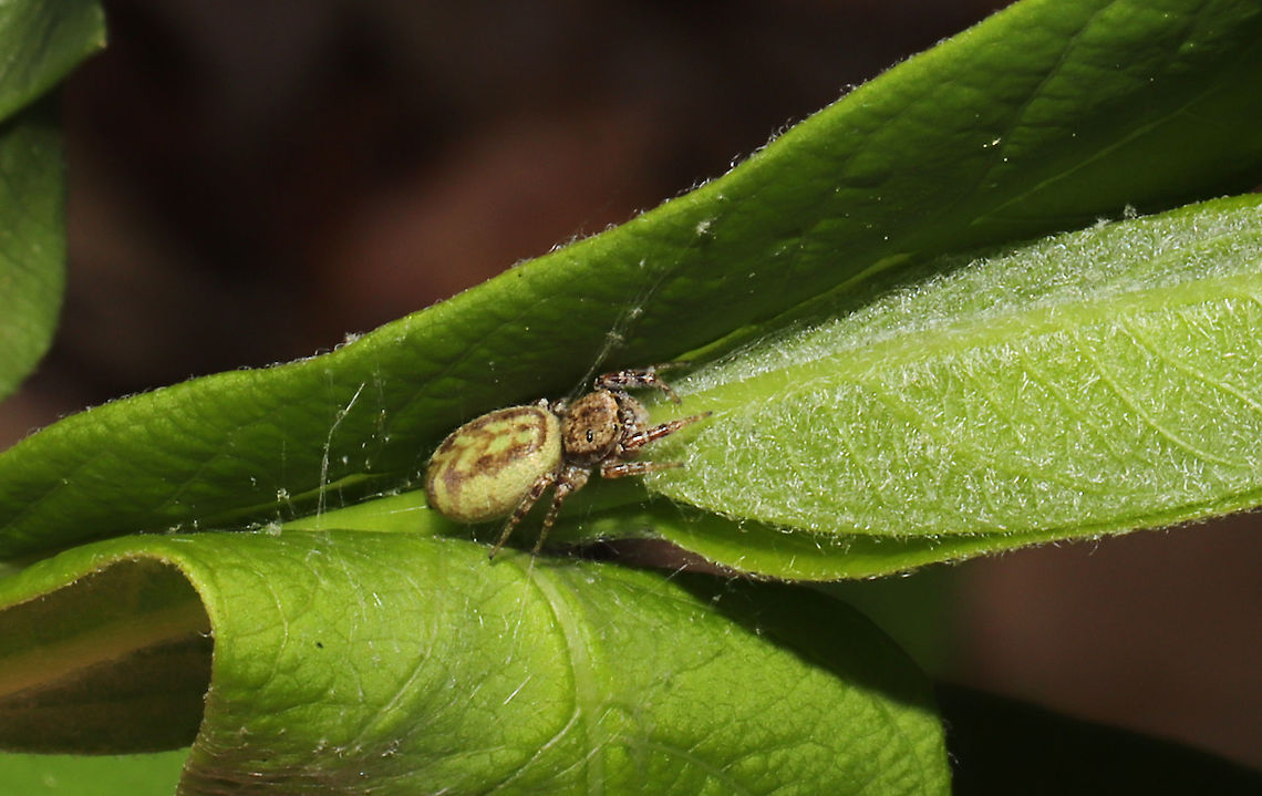 Unknown Jumping Spider Working on an ID.<br />
In a hemp dogbane leaf shelter. Flew away on silk before I could get any more shots! Geotagged,Spring,United States