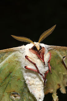 Deceased Luna Moth (Actias luna) I found this dead individual on our dirt road at the edge of a dense mixed forest. Actias luna,Geotagged,Luna Moth,Spring,United States