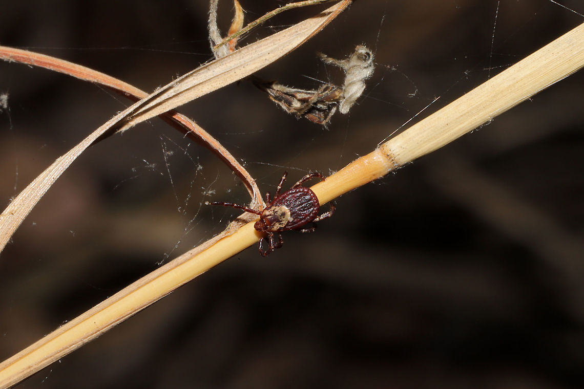 American Dog Tick (Dermacentor variabilis) Hanging out on dead grasses at the edge of a dense mixed forest. American dog tick,Dermacentor variabilis,Geotagged,Spring,United States