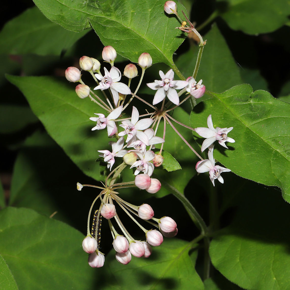 Whorled Milkweed (Asclepias quadrifolia) Growing at the edge of a dense mixed forest. <br />
<br />
I totally missed the photobomber! Ugh!<br />
<figure class="photo"><a href="https://www.jungledragon.com/image/93425/whorled_milkweed_asclepias_quadrifolia.html" title="Whorled Milkweed (Asclepias quadrifolia)"><img src="https://s3.amazonaws.com/media.jungledragon.com/images/3231/93425_thumb.jpg?AWSAccessKeyId=05GMT0V3GWVNE7GGM1R2&Expires=1767225610&Signature=0f6QpChMic%2B0r81cplqXwjZpqEk%3D" width="200" height="134" alt="Whorled Milkweed (Asclepias quadrifolia) Growing at the edge of a dense mixed forest.<br />
https://www.jungledragon.com/image/93424/whorled_milkweed_asclepias_quadrifolia.html Asclepias quadrifolia,Fourleaf milkweed,Geotagged,Spring,United States" /></a></figure> Asclepias quadrifolia,Fourleaf milkweed,Geotagged,Spring,United States