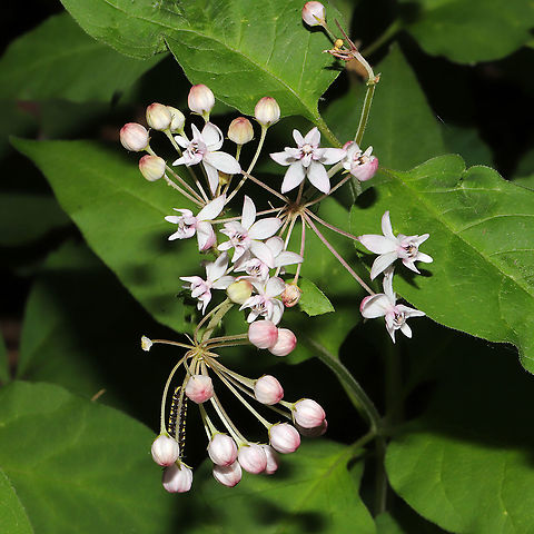 Whorled Milkweed (Asclepias quadrifolia) Growing at the edge of a dense mixed forest. 

I totally missed the photobomber! Ugh!
https://www.jungledragon.com/image/93425/whorled_milkweed_asclepias_quadrifolia.html Asclepias quadrifolia,Fourleaf milkweed,Geotagged,Spring,United States