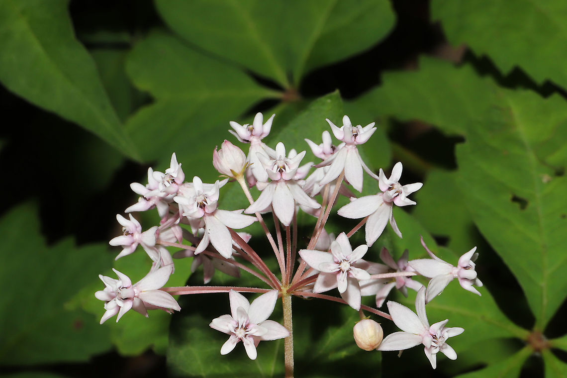 Whorled Milkweed (Asclepias quadrifolia) Growing at the edge of a dense mixed forest.<br />
<figure class="photo"><a href="https://www.jungledragon.com/image/93424/whorled_milkweed_asclepias_quadrifolia.html" title="Whorled Milkweed (Asclepias quadrifolia)"><img src="https://s3.amazonaws.com/media.jungledragon.com/images/3231/93424_thumb.jpg?AWSAccessKeyId=05GMT0V3GWVNE7GGM1R2&Expires=1770854410&Signature=nF%2F1nkjp6VjFSfdXWNss22KN6m8%3D" width="200" height="200" alt="Whorled Milkweed (Asclepias quadrifolia) Growing at the edge of a dense mixed forest. <br />
<br />
I totally missed the photobomber! Ugh!<br />
https://www.jungledragon.com/image/93425/whorled_milkweed_asclepias_quadrifolia.html Asclepias quadrifolia,Fourleaf milkweed,Geotagged,Spring,United States" /></a></figure> Asclepias quadrifolia,Fourleaf milkweed,Geotagged,Spring,United States