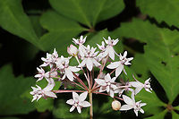 Whorled Milkweed (Asclepias quadrifolia) Growing at the edge of a dense mixed forest.<br />
https://www.jungledragon.com/image/93424/whorled_milkweed_asclepias_quadrifolia.html Asclepias quadrifolia,Fourleaf milkweed,Geotagged,Spring,United States