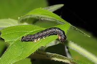 Unknown Noctuid Caterpillar? On foliage at the edge of a dense mixed forest. <br />
https://www.jungledragon.com/image/93428/unknown_noctuid_caterpillar.html<br />
https://www.jungledragon.com/image/93427/unknown_noctuid_caterpillar.html Geotagged,Spring,United States