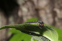 Unknown Noctuid Caterpillar? On foliage at the edge of a dense mixed forest. <br />
https://www.jungledragon.com/image/93428/unknown_noctuid_caterpillar.html<br />
https://www.jungledragon.com/image/93426/unknown_noctuid_caterpillar.html Geotagged,Spring,United States
