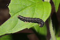 Unknown Noctuid Caterpillar? On foliage at the edge of a dense mixed forest. <br />
https://www.jungledragon.com/image/93427/unknown_noctuid_caterpillar.html<br />
https://www.jungledragon.com/image/93426/unknown_noctuid_caterpillar.html Geotagged,Spring,United States