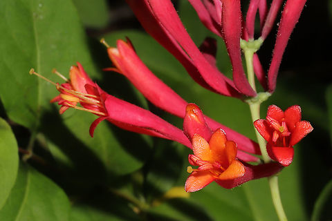 Coral Honeysuckle (Lonicera sempervirens) I've been seeking out this native honeysuckle for years, and I found it at the edge of our densely forested property whilst on a walk today! 
https://www.jungledragon.com/image/93637/coral_honeysuckle_lonicera_sempervirens.html
https://www.jungledragon.com/image/93636/coral_honeysuckle_lonicera_sempervirens.html Coral honeysuckle,Geotagged,Lonicera sempervirens,Spring,United States