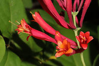 Coral Honeysuckle (Lonicera sempervirens) I've been seeking out this native honeysuckle for years, and I found it at the edge of our densely forested property whilst on a walk today! <br />
https://www.jungledragon.com/image/93637/coral_honeysuckle_lonicera_sempervirens.html<br />
https://www.jungledragon.com/image/93636/coral_honeysuckle_lonicera_sempervirens.html Coral honeysuckle,Geotagged,Lonicera sempervirens,Spring,United States