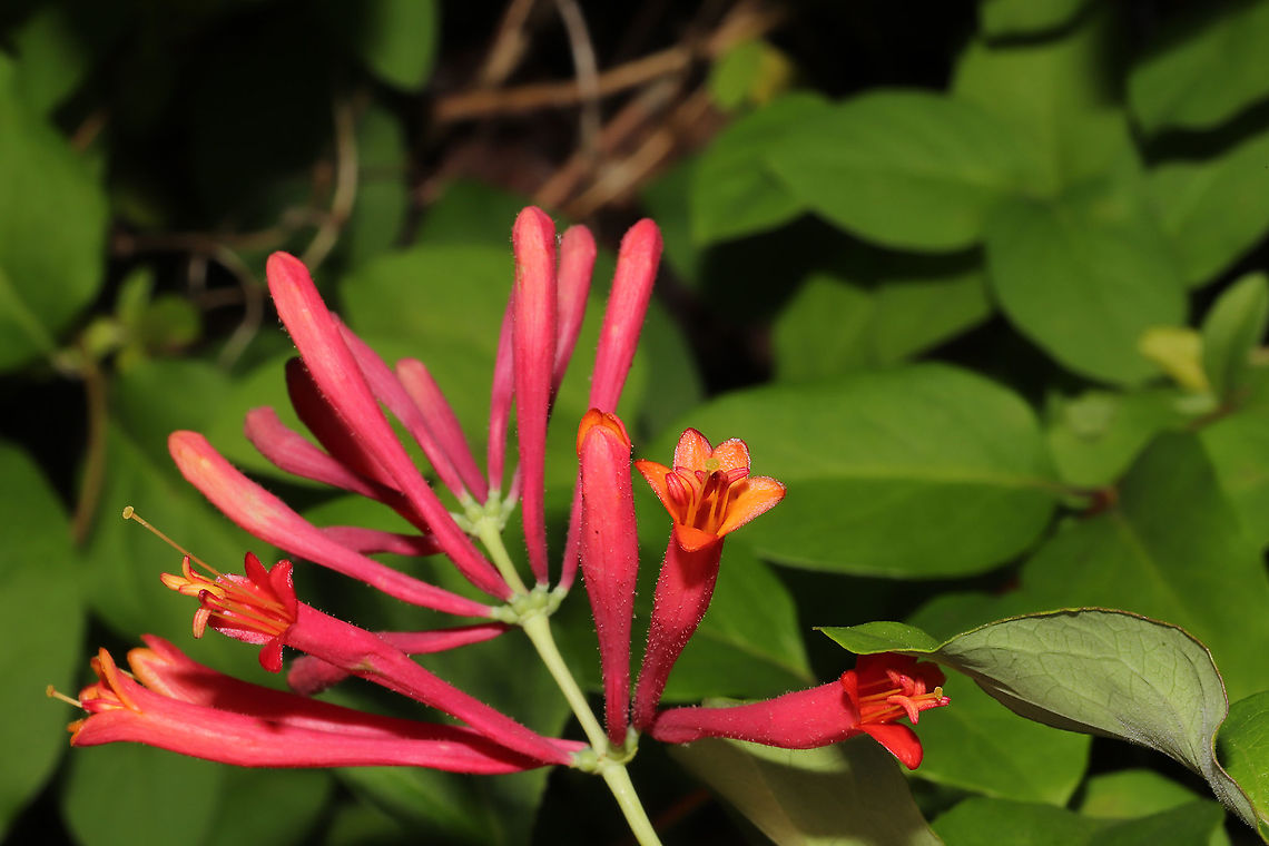Coral Honeysuckle (Lonicera sempervirens) I&#039;ve been seeking out this native honeysuckle for years, and I found it at the edge of our densely forested property whilst on a walk today! <br />
<figure class="photo"><a href="https://www.jungledragon.com/image/93637/coral_honeysuckle_lonicera_sempervirens.html" title="Coral Honeysuckle (Lonicera sempervirens)"><img src="https://s3.amazonaws.com/media.jungledragon.com/images/3231/93637_thumb.jpg?AWSAccessKeyId=05GMT0V3GWVNE7GGM1R2&Expires=1759968010&Signature=9%2FiNfoOkjaRAc8BJrPXXSQg%2BKjo%3D" width="102" height="152" alt="Coral Honeysuckle (Lonicera sempervirens) I&#039;ve been seeking out this native honeysuckle for years, and I found it at the edge of our densely forested property whilst on a walk today! <br />
https://www.jungledragon.com/image/93636/coral_honeysuckle_lonicera_sempervirens.html<br />
https://www.jungledragon.com/image/93635/coral_honeysuckle_lonicera_sempervirens.html Coral honeysuckle,Geotagged,Lonicera sempervirens,Spring,United States" /></a></figure><br />
<figure class="photo"><a href="https://www.jungledragon.com/image/93635/coral_honeysuckle_lonicera_sempervirens.html" title="Coral Honeysuckle (Lonicera sempervirens)"><img src="https://s3.amazonaws.com/media.jungledragon.com/images/3231/93635_thumb.jpg?AWSAccessKeyId=05GMT0V3GWVNE7GGM1R2&Expires=1759968010&Signature=mlpuCNEdxEukgPNUZ2VPQClfut4%3D" width="200" height="134" alt="Coral Honeysuckle (Lonicera sempervirens) I&#039;ve been seeking out this native honeysuckle for years, and I found it at the edge of our densely forested property whilst on a walk today! <br />
https://www.jungledragon.com/image/93637/coral_honeysuckle_lonicera_sempervirens.html<br />
https://www.jungledragon.com/image/93636/coral_honeysuckle_lonicera_sempervirens.html Coral honeysuckle,Geotagged,Lonicera sempervirens,Spring,United States" /></a></figure> Coral honeysuckle,Geotagged,Lonicera sempervirens,Spring,United States