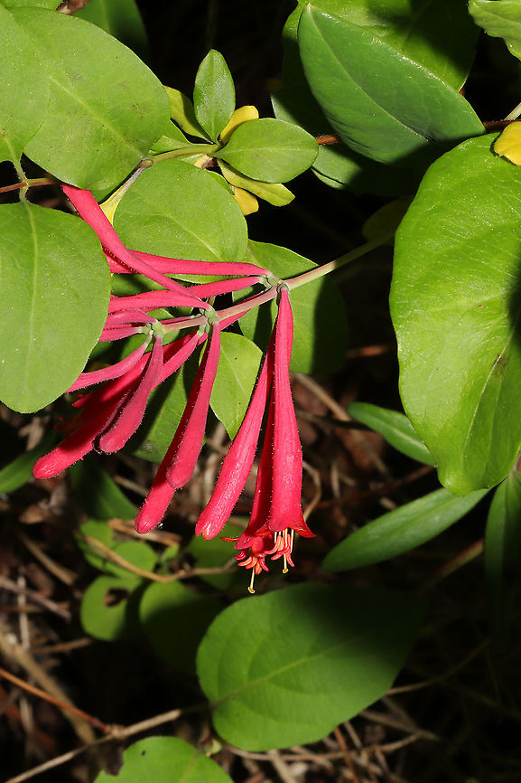 Coral Honeysuckle (Lonicera sempervirens) I&#039;ve been seeking out this native honeysuckle for years, and I found it at the edge of our densely forested property whilst on a walk today! <br />
<figure class="photo"><a href="https://www.jungledragon.com/image/93636/coral_honeysuckle_lonicera_sempervirens.html" title="Coral Honeysuckle (Lonicera sempervirens)"><img src="https://s3.amazonaws.com/media.jungledragon.com/images/3231/93636_thumb.jpg?AWSAccessKeyId=05GMT0V3GWVNE7GGM1R2&Expires=1763596810&Signature=6IIt6EU2t7hbr4jSACjRQWK3o6U%3D" width="200" height="134" alt="Coral Honeysuckle (Lonicera sempervirens) I&#039;ve been seeking out this native honeysuckle for years, and I found it at the edge of our densely forested property whilst on a walk today! <br />
https://www.jungledragon.com/image/93637/coral_honeysuckle_lonicera_sempervirens.html<br />
https://www.jungledragon.com/image/93635/coral_honeysuckle_lonicera_sempervirens.html Coral honeysuckle,Geotagged,Lonicera sempervirens,Spring,United States" /></a></figure><br />
<figure class="photo"><a href="https://www.jungledragon.com/image/93635/coral_honeysuckle_lonicera_sempervirens.html" title="Coral Honeysuckle (Lonicera sempervirens)"><img src="https://s3.amazonaws.com/media.jungledragon.com/images/3231/93635_thumb.jpg?AWSAccessKeyId=05GMT0V3GWVNE7GGM1R2&Expires=1763596810&Signature=wQyixaZMlsU8KMDDygcuIloUySU%3D" width="200" height="134" alt="Coral Honeysuckle (Lonicera sempervirens) I&#039;ve been seeking out this native honeysuckle for years, and I found it at the edge of our densely forested property whilst on a walk today! <br />
https://www.jungledragon.com/image/93637/coral_honeysuckle_lonicera_sempervirens.html<br />
https://www.jungledragon.com/image/93636/coral_honeysuckle_lonicera_sempervirens.html Coral honeysuckle,Geotagged,Lonicera sempervirens,Spring,United States" /></a></figure> Coral honeysuckle,Geotagged,Lonicera sempervirens,Spring,United States