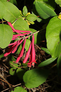 Coral Honeysuckle (Lonicera sempervirens) I've been seeking out this native honeysuckle for years, and I found it at the edge of our densely forested property whilst on a walk today! 
https://www.jungledragon.com/image/93636/coral_honeysuckle_lonicera_sempervirens.html
https://www.jungledragon.com/image/93635/coral_honeysuckle_lonicera_sempervirens.html Coral honeysuckle,Geotagged,Lonicera sempervirens,Spring,United States