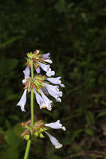 Lyreleaf Sage (Salvia lyrata) At the edge of a dense mixed forest  Geotagged,Lyreleaf sage,Salvia lyrata,Spring,United States
