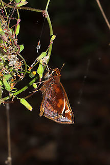 Zabulon Skipper (Poanes zabulon) ♀ On flower buds at the edge of a dense mixed forest.  Geotagged,Poanes zabulon,Spring,United States,Zabulon skipper